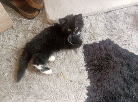 Kitten