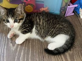 Tabby kitten (girl)