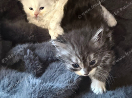 Persian kittens