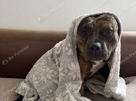 13 month old male Staffy x Pocket bully