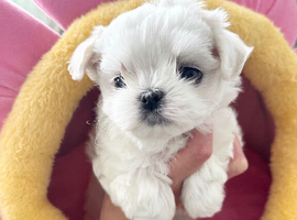 Exceptional Full Korean Maltese Puppies
