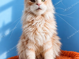 Beautiful Cream Maine Coon Girl - 3 Years Old