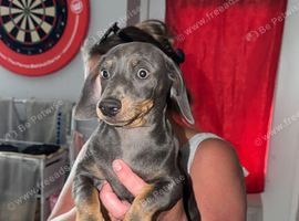 13 weeks dashhaund male