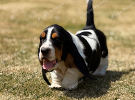 Quality KC REG. Basset puppies