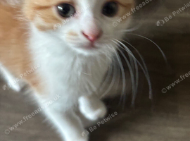 Adorable Kittens Looking for Their Forever Homes