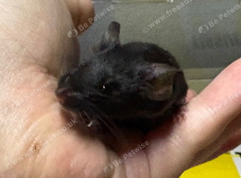 AVAILABLE: 3 Really friendly fancy male mice for sale