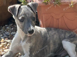 3 male puppies