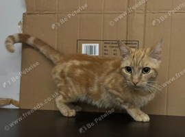 Ginger female cat