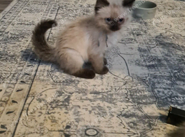 Ragdoll kittens ready to go