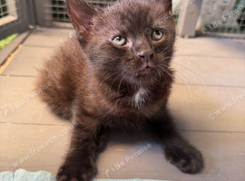 1 gorgeous kitten left girl