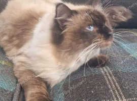 Male Ragdoll stunning temperament