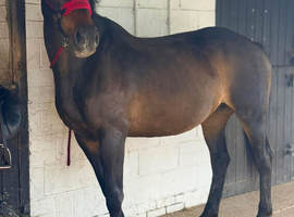 Lovely big hacking mare.