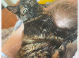 Cat (rehome)