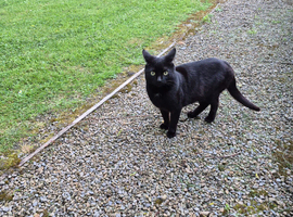 My cat needs a home