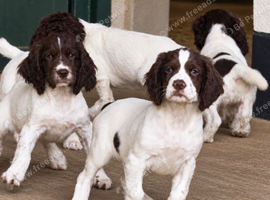 Exceptional English springer spaniel pups