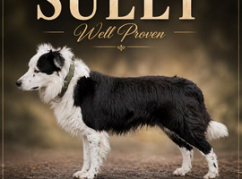 Welsh Border Collie AT STUD