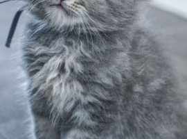 Stunning pure breed Mainecoon kittens ready 10th June