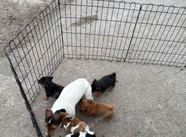 Beautiful Jack Russell puppies