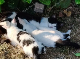 3 months old 2 kittens availible for rehome