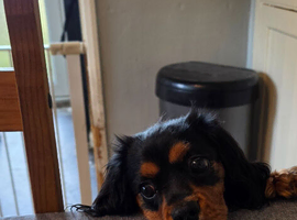 Cavalier king charles 7 months