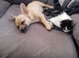 2 beautiful kittens left