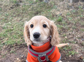 F1b cockapoo girl
