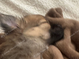 Pomchi