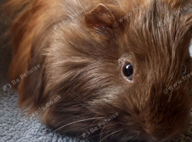 Male Guinea Pig for sale