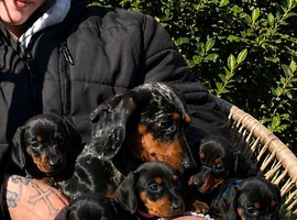Beautiful little dachshund puppies
