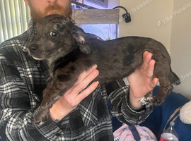 Black Merle daschound puppy