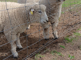 19 Ryeland Sheep ram, ewes and shearling