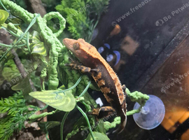 Brown gecko