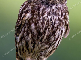 Little owls