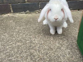 Blue-Eyed White Male Mini Lop &ndash; 3 Months Old