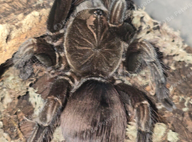 AF Pamphobeteus Machala
