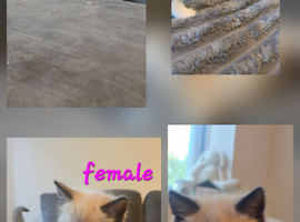 Ragdoll kittens for sale