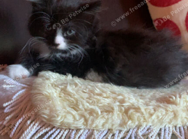 One male kitten