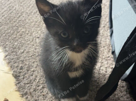 Three males and a female looking for there forever homes