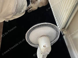 Ragdoll wanted 5 years old +