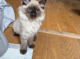 Beautiful ragdoll kittens