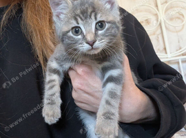 Last 2 kittens