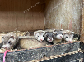 Ferrets