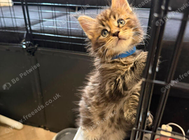 Maine Coon Registered TICA
