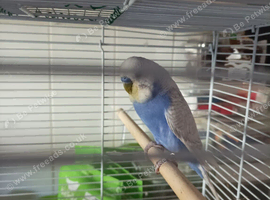 Available Male Budgie over 1 1/2 years old pale purple and white colour (i have retired him from breeding)