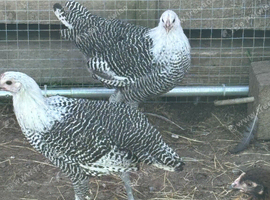 Silver Campine female chickens
