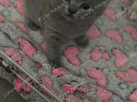 british shorthair kittend