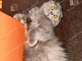 Beautiful 1y old female blue tortoise shell scottish fold needs new home