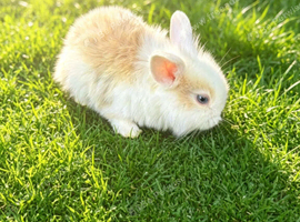 3 beautiful girl mini lops for reserving