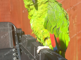 Yellow crowned amazon
