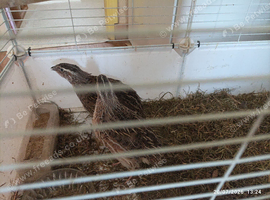 Coturnix Quails 3  x males 5 weeks old happy living together as a group &pound;6 the 3 birds